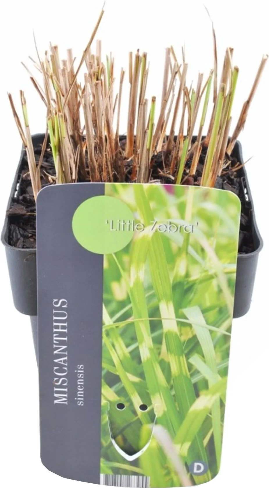 Chinees riet (Miscanthus sinensis 'Little Zebra') D 17 H 10 cm