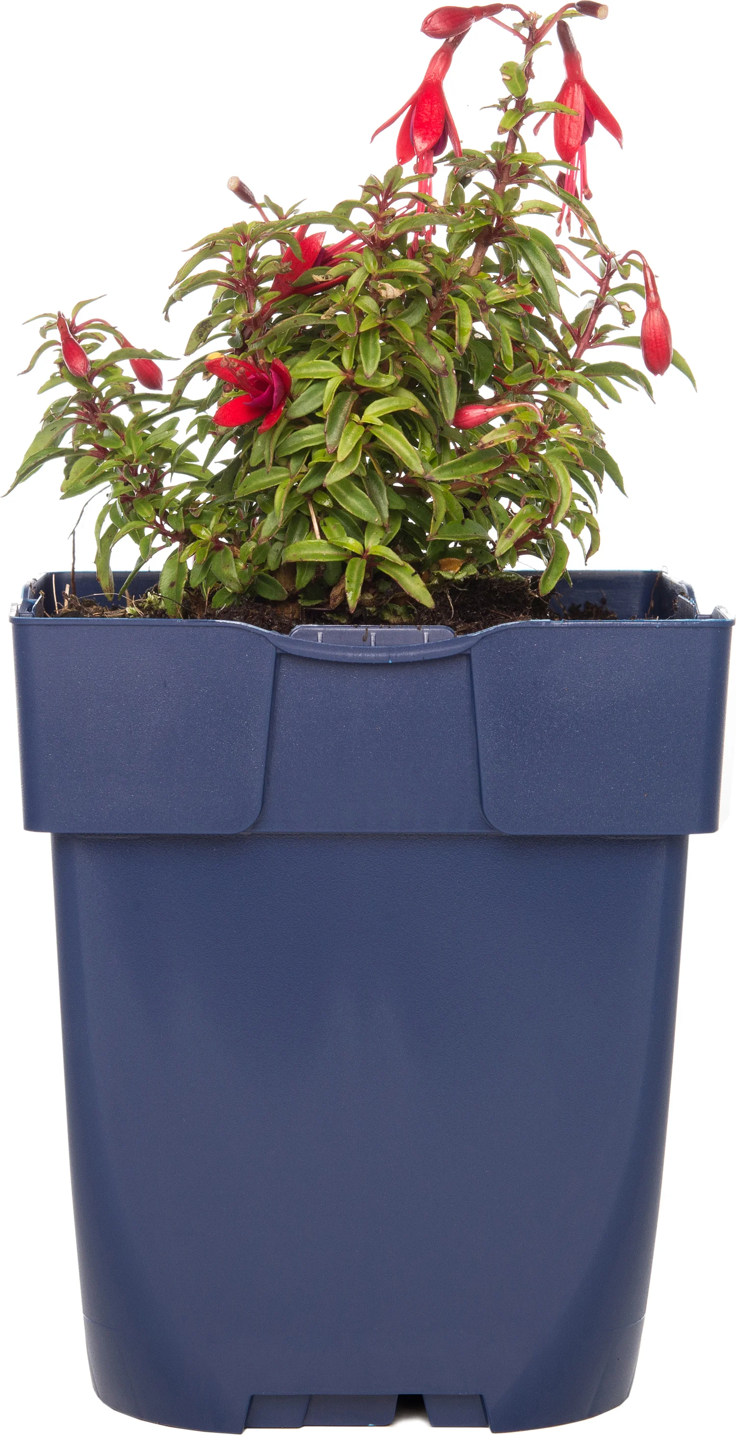 Bellenplant (Fuchsia microphylla 'David') D 11 H 10 cm