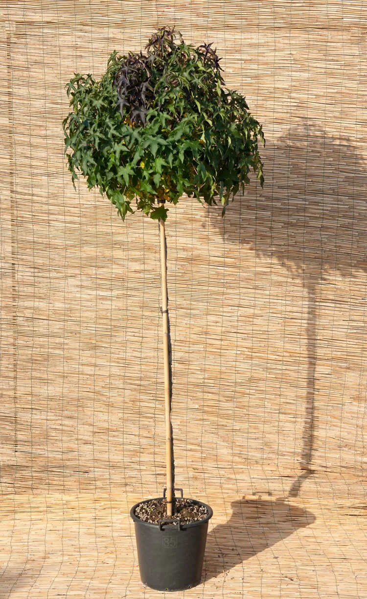 Amberboom (Liquidambar styraciflua 'Gumball') D 34 H 260 cm