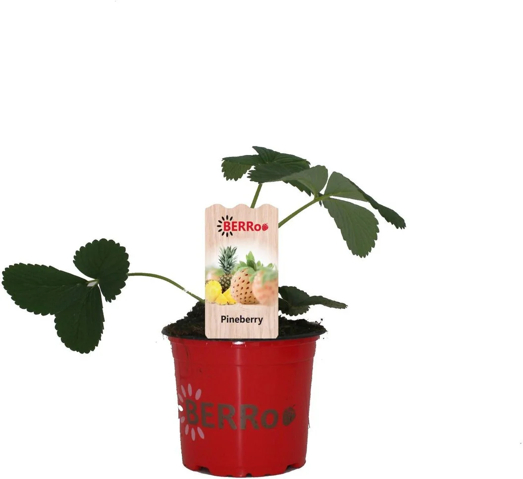 Aardbei (Fragaria x ananassa 'Pineberry') D 12 H 25 cm