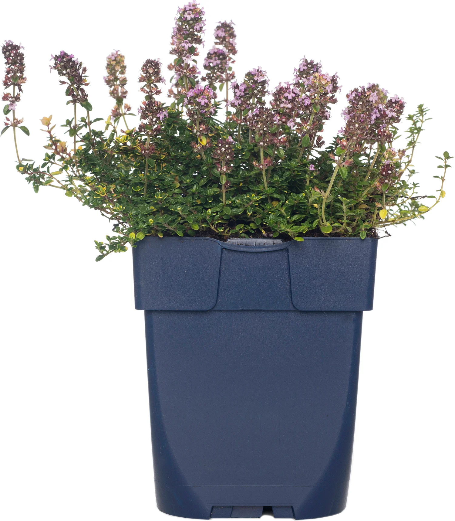 Citroentijm (Thymus citriodorus 'Sambesi') D 11 cm