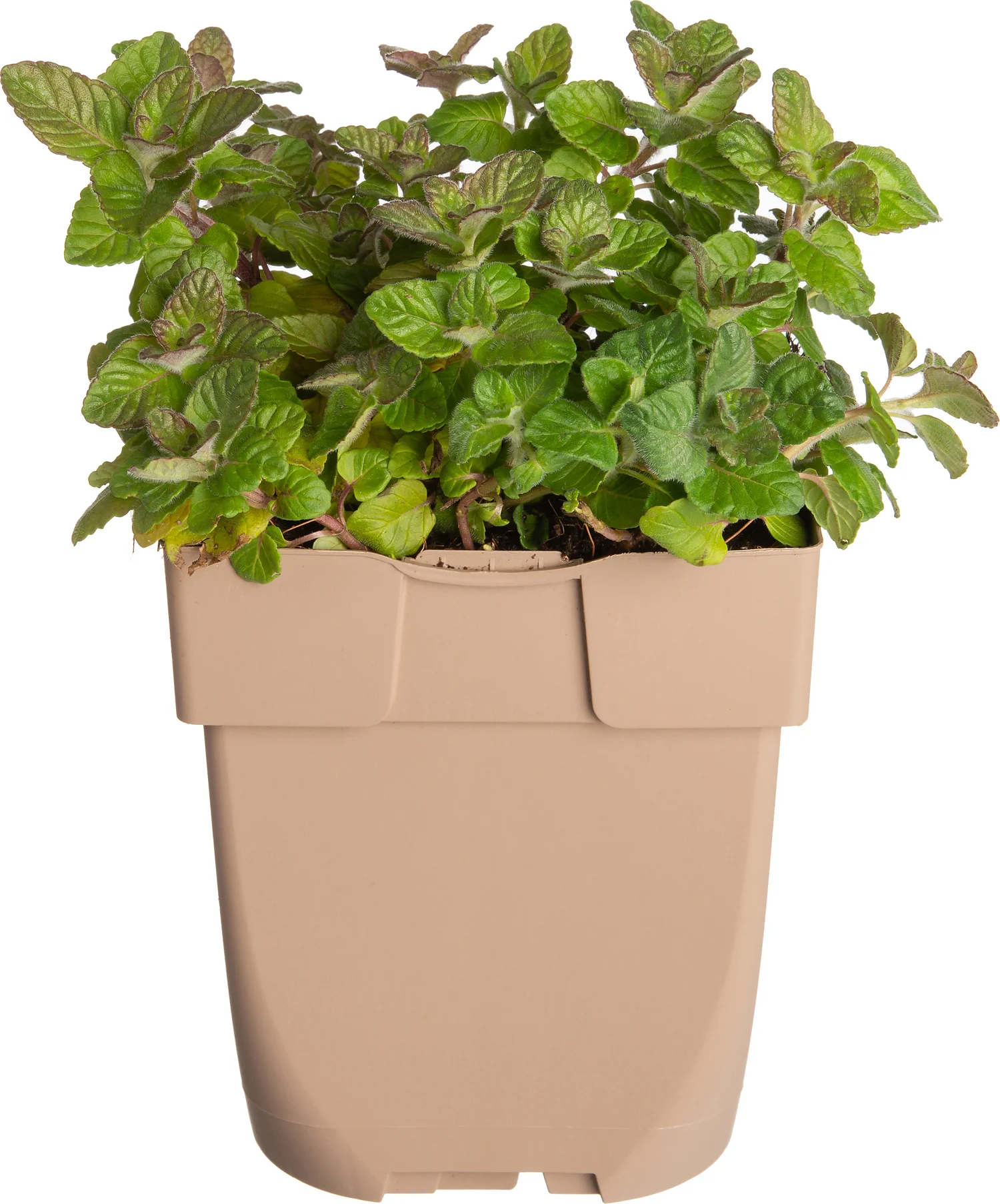 Borstelkrans (Clinopodium vulgare) D 11 H 10 cm