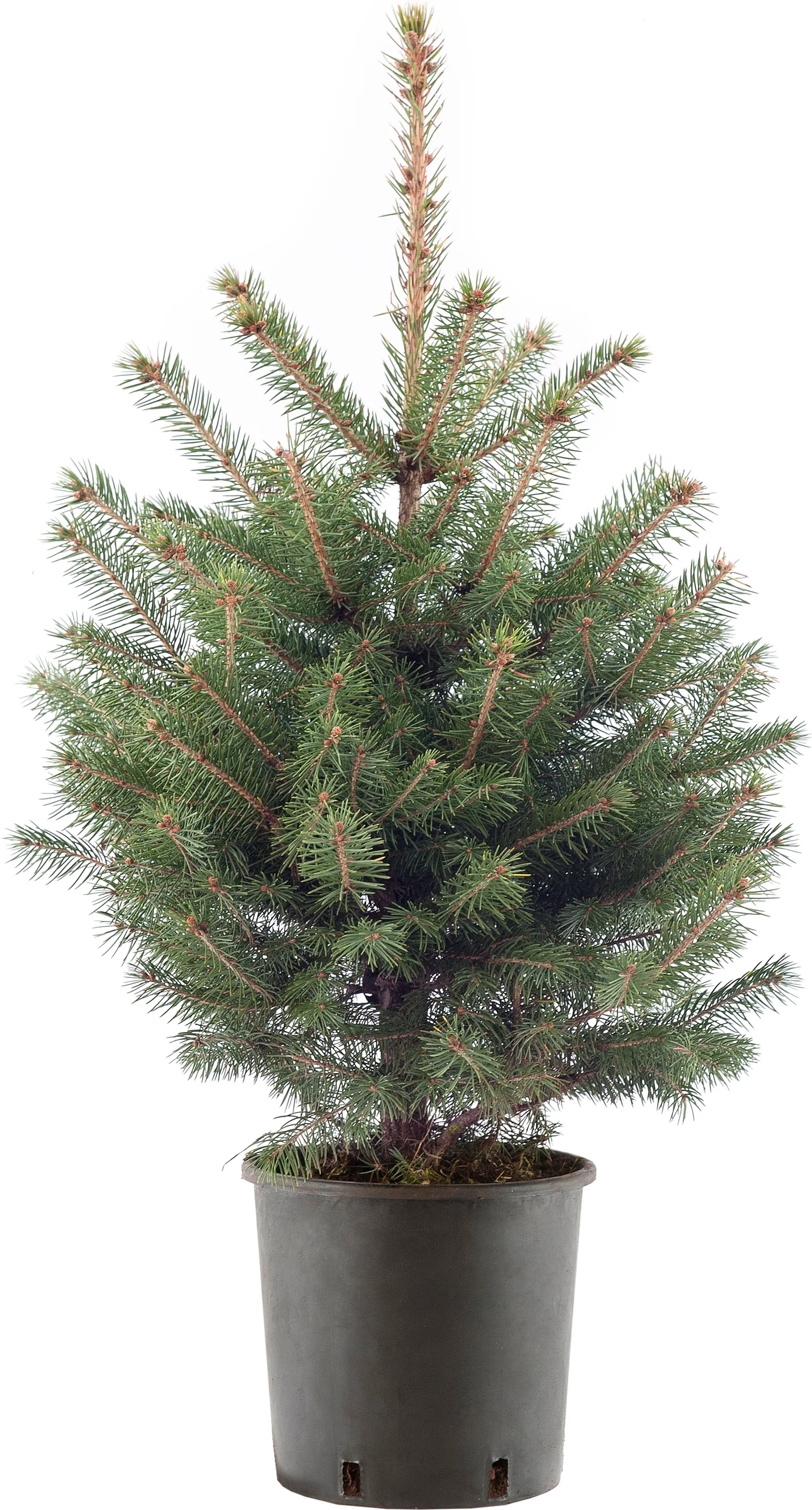 Blauwspar kerstboom in pot 60 – 80 cm