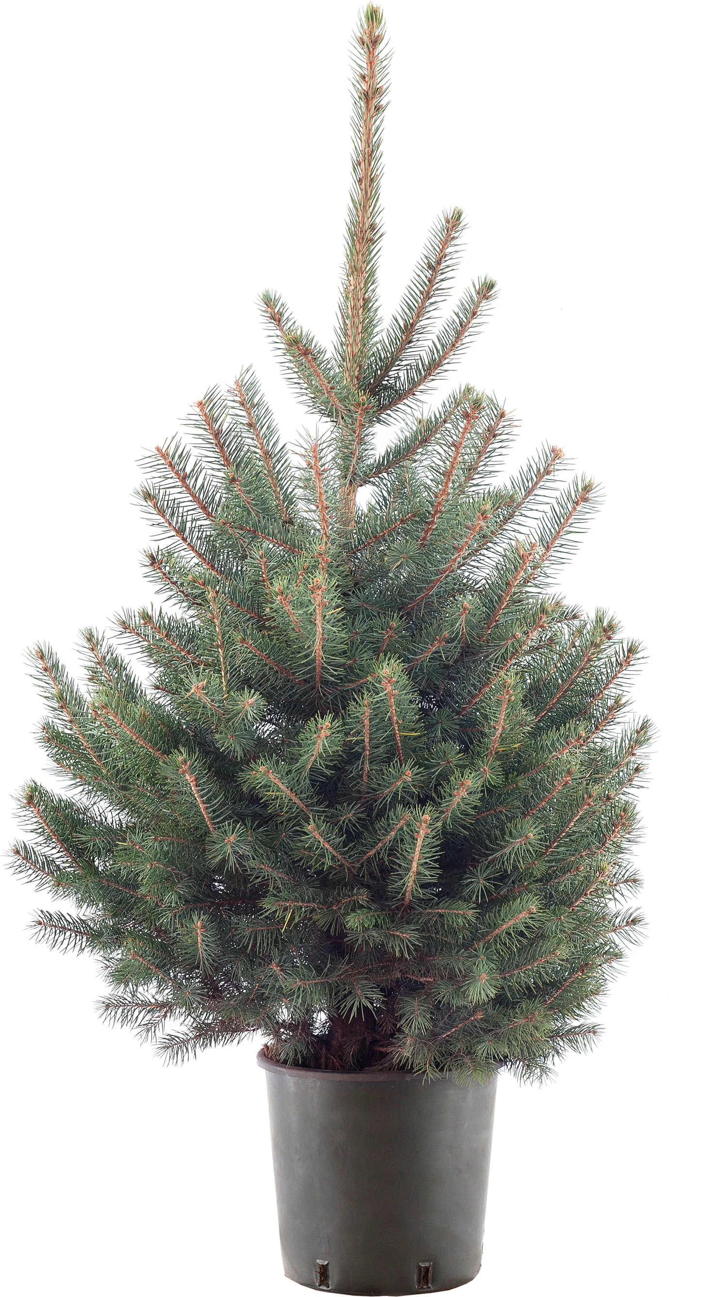Blauwspar kerstboom in pot 80 – 100 cm