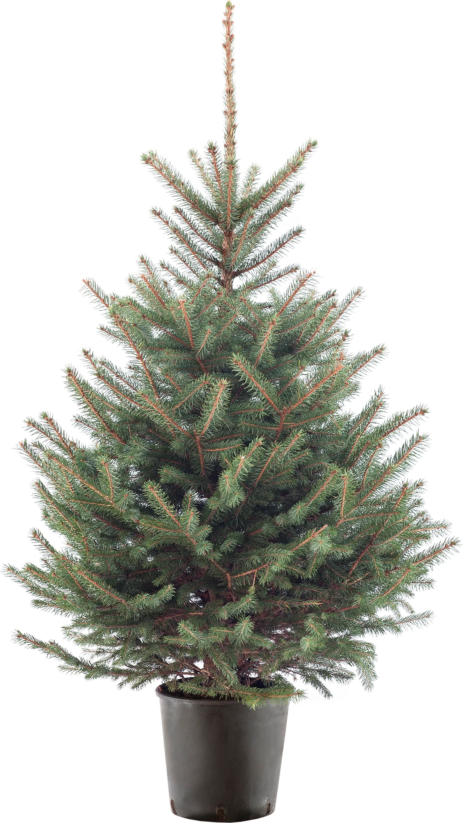 Blauwspar kerstboom in pot 125 – 150 cm