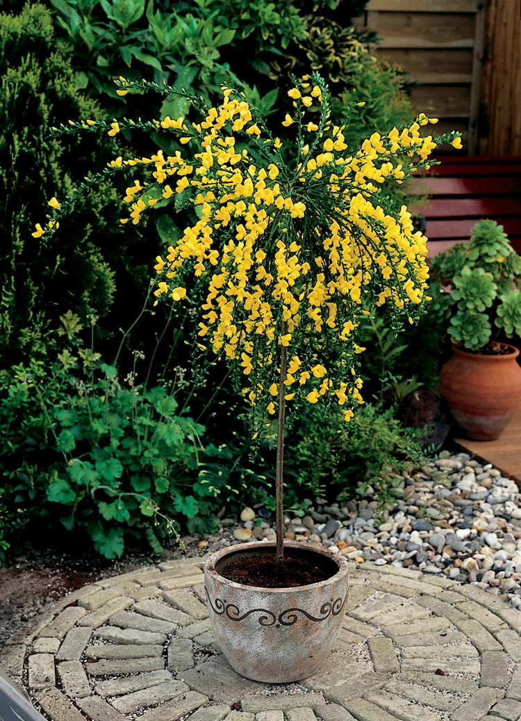 Brem (Cytisus scoparius 'Golden Tears') D 23 H 90 cm