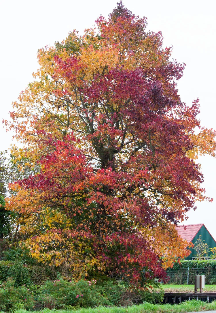 Amberboom (Liquidambar styraciflua) D 31 H 200 cm