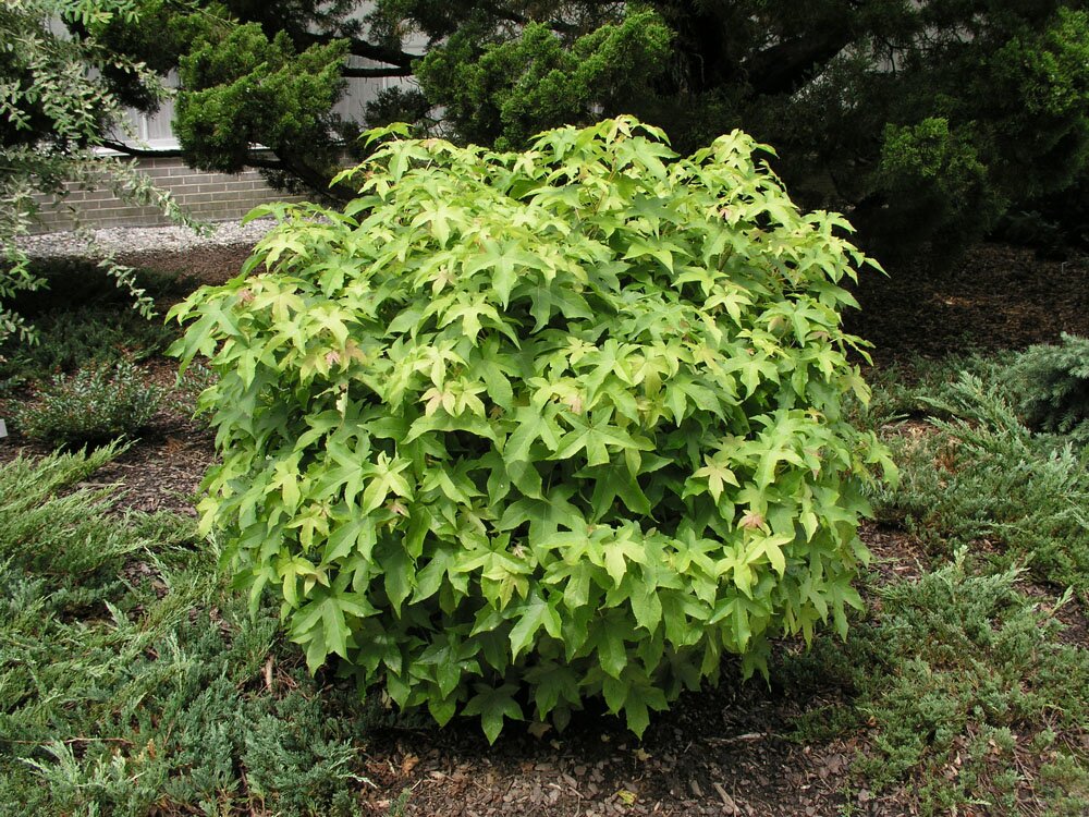Amberboom (Liquidambar styraciflua 'Gumball') D 32 H 110 cm