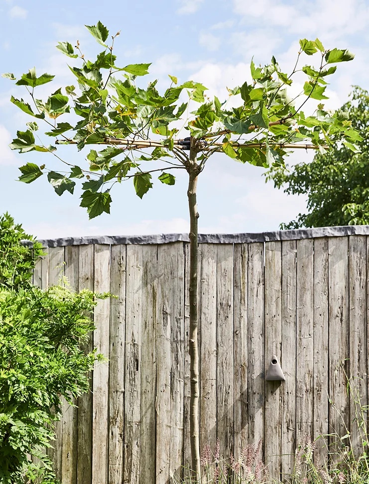 Dakplataan (Platanus Acerifolia) D40  H220 cm