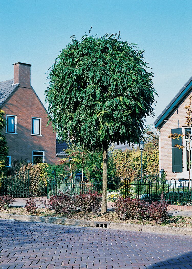 Bol Acacia (Robinia pseudoacacia 'Umbraculifera') D 32 H 220 cm