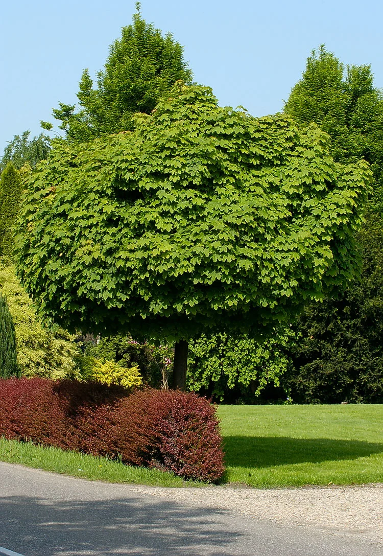 Bol-esdoorn (Acer platanoides 'Globosum') D 33 H 210 cm
