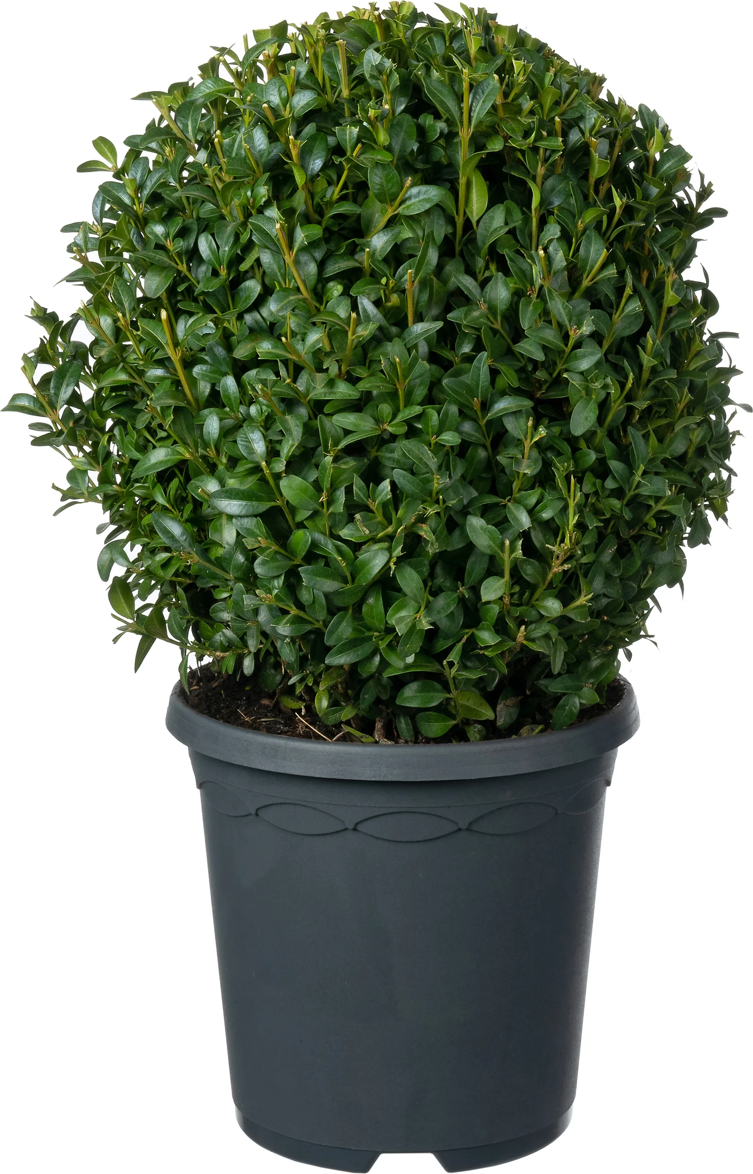 Buxus (Buxus sempervirens) D 19 H 20 cm