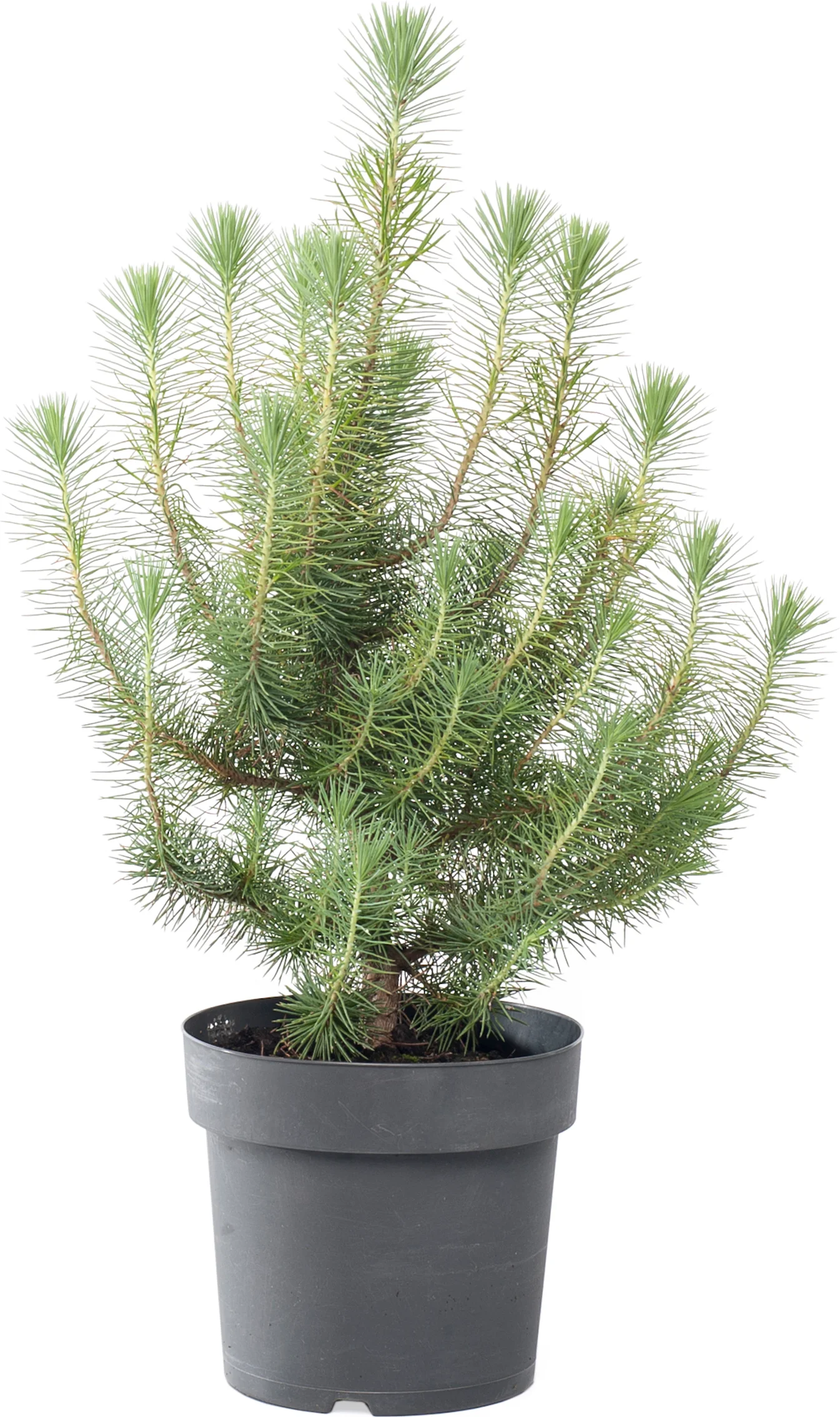 Den (Pinus pinea 'Silver Crest') D 17 H 50 cm