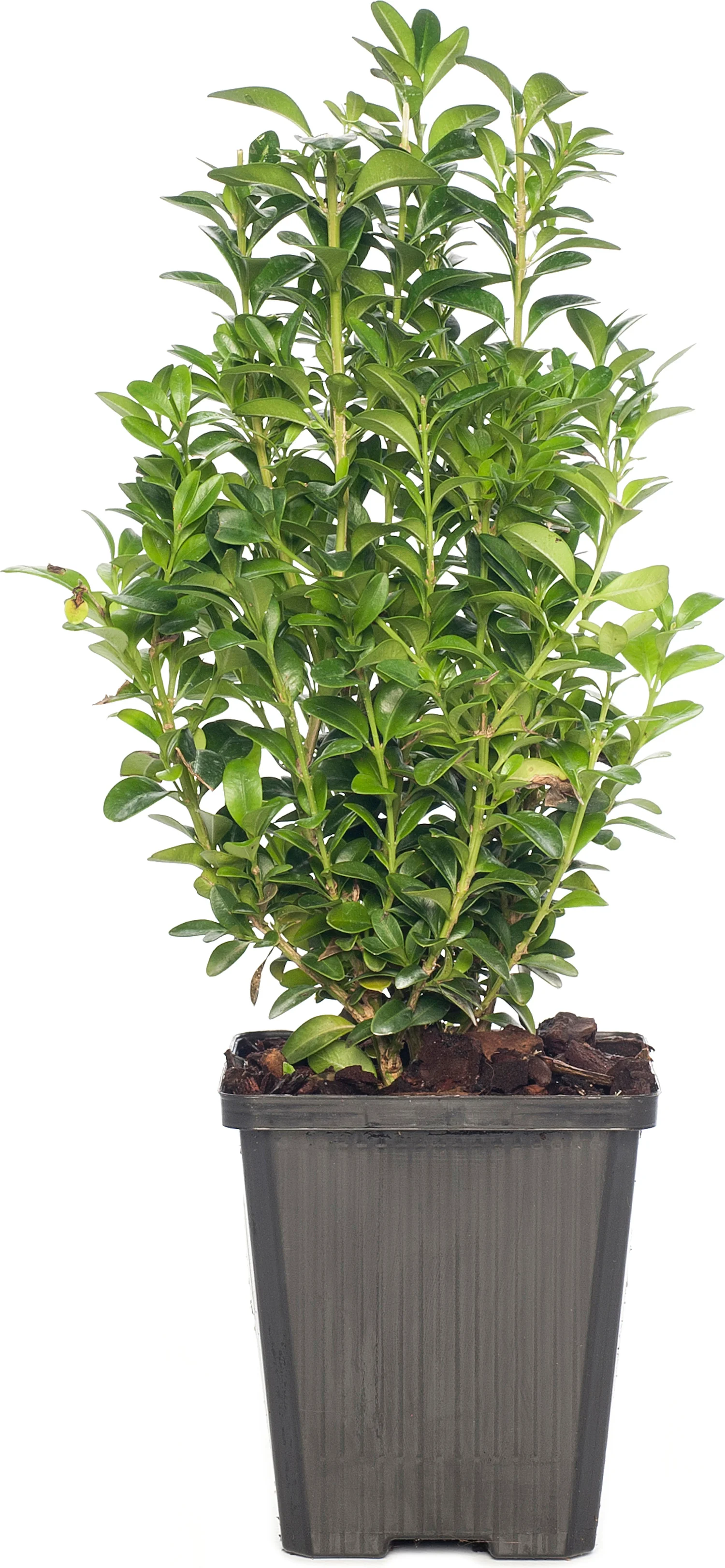 Buxus (Buxus sempervirens) D 9 H 10 cm