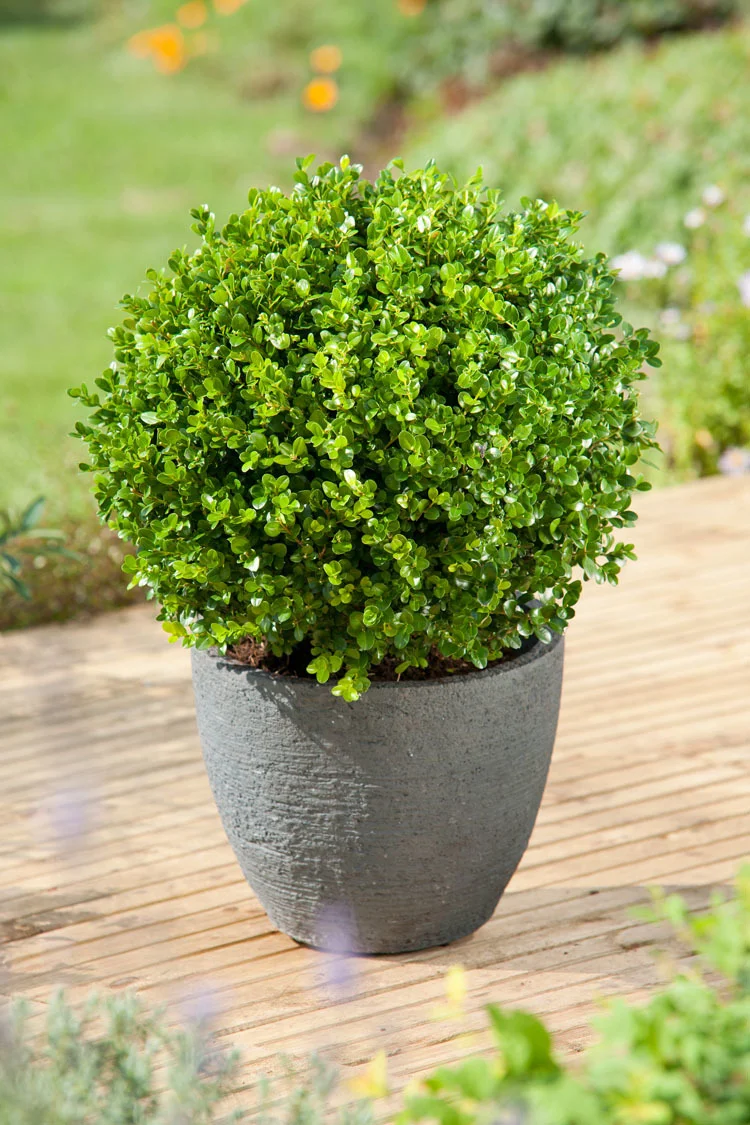 Buxus (Buxus microphylla 'Faulkner') D 24 H 60 cm