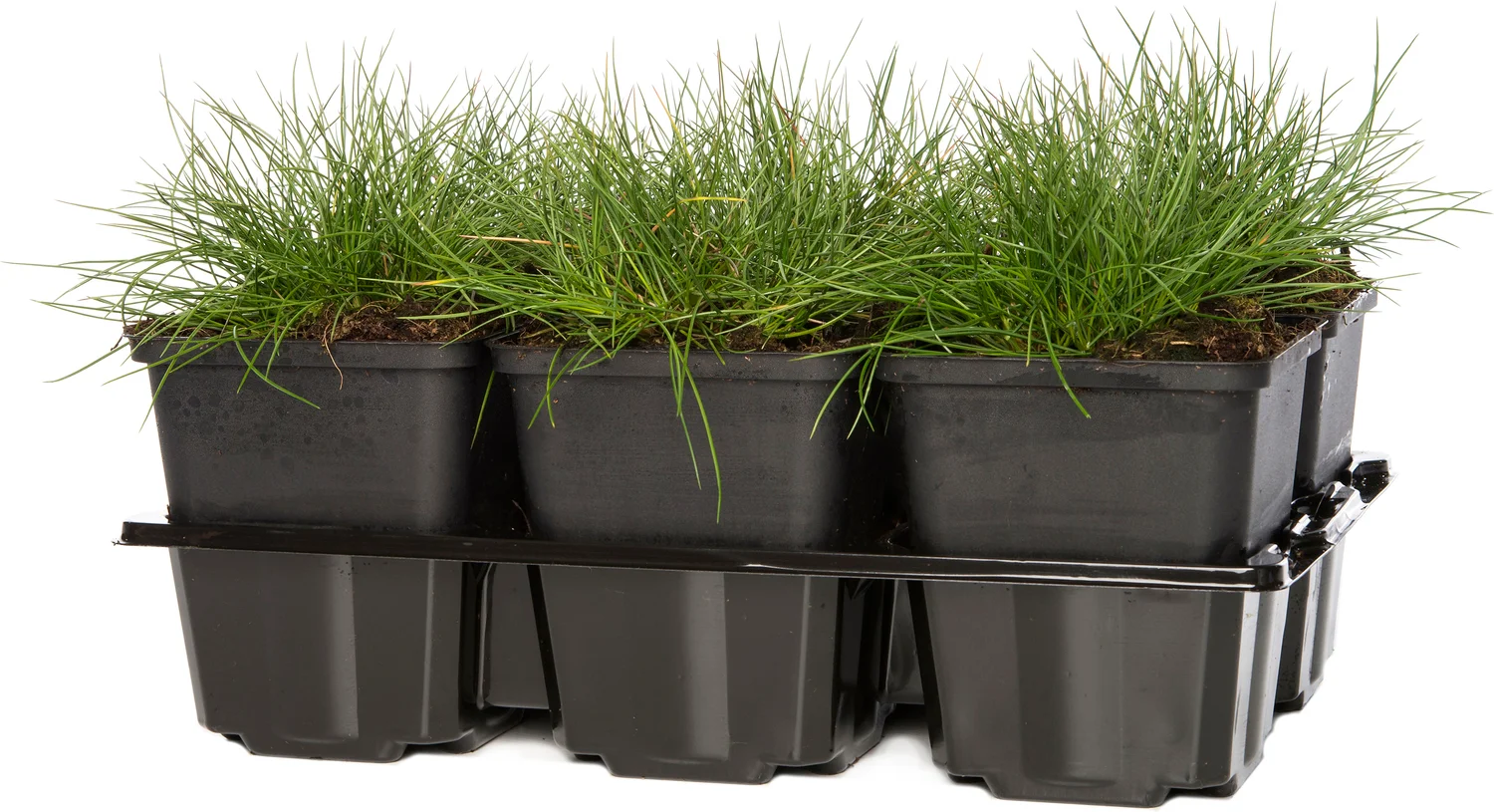 Blauwgras (Festuca gautieri 'Pic Carlet') D 9 H 10 cm