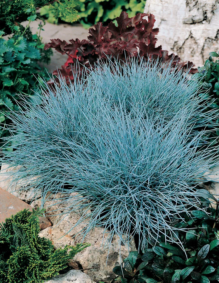 Blauwgras XL (Festuca glauca 'Zwergenkoning') D 9 H 10 cm