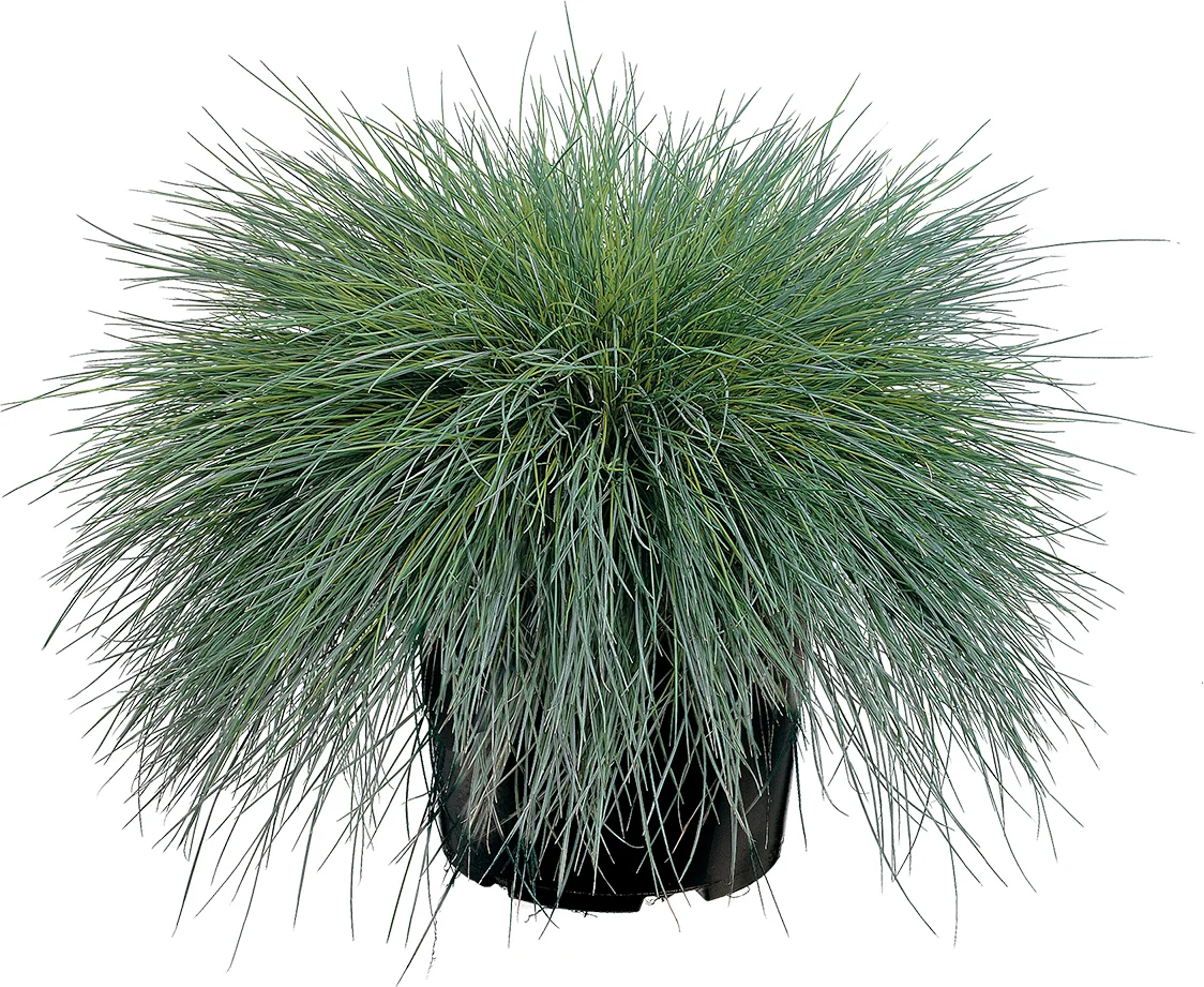 Blauwgras (Festuca glauca 'Intense Blue') D 17 H 35 cm