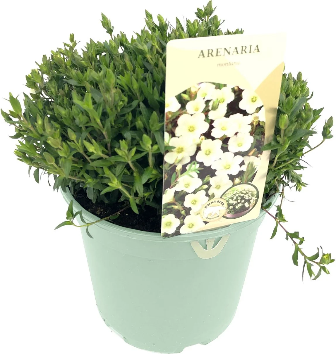 Bergzandkruid (Arenaria montana) D 17 H 25 cm