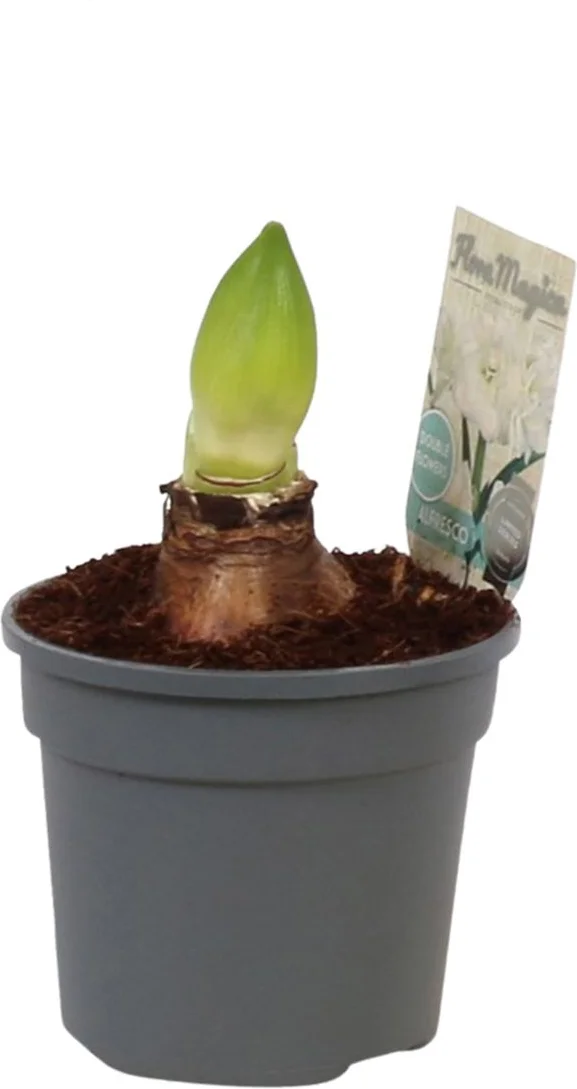 Amaryllis (Hippeastrum 'Alfresco') D 13 H 25 cm
