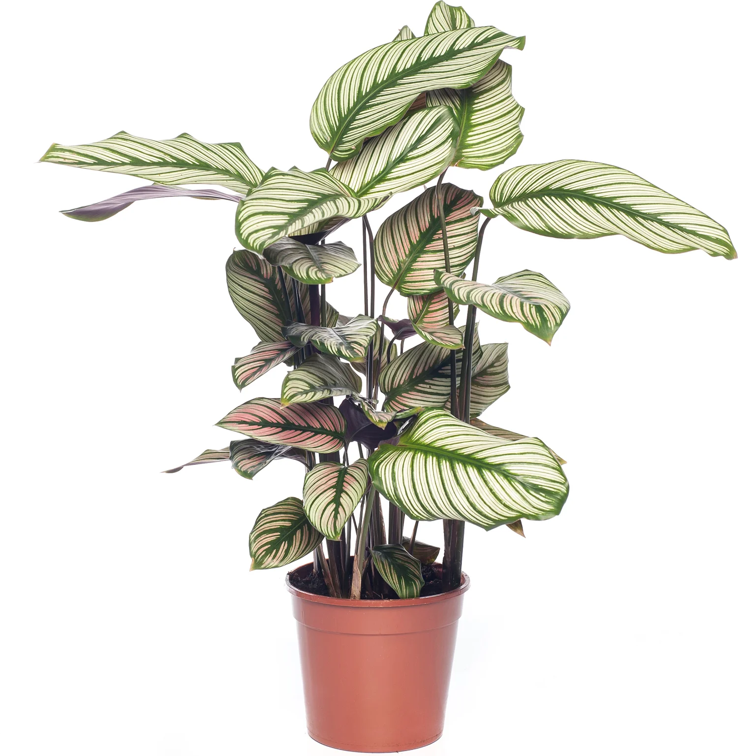 Calathea (Calathea majestica 'Whitestar') D 14 H 50 cm