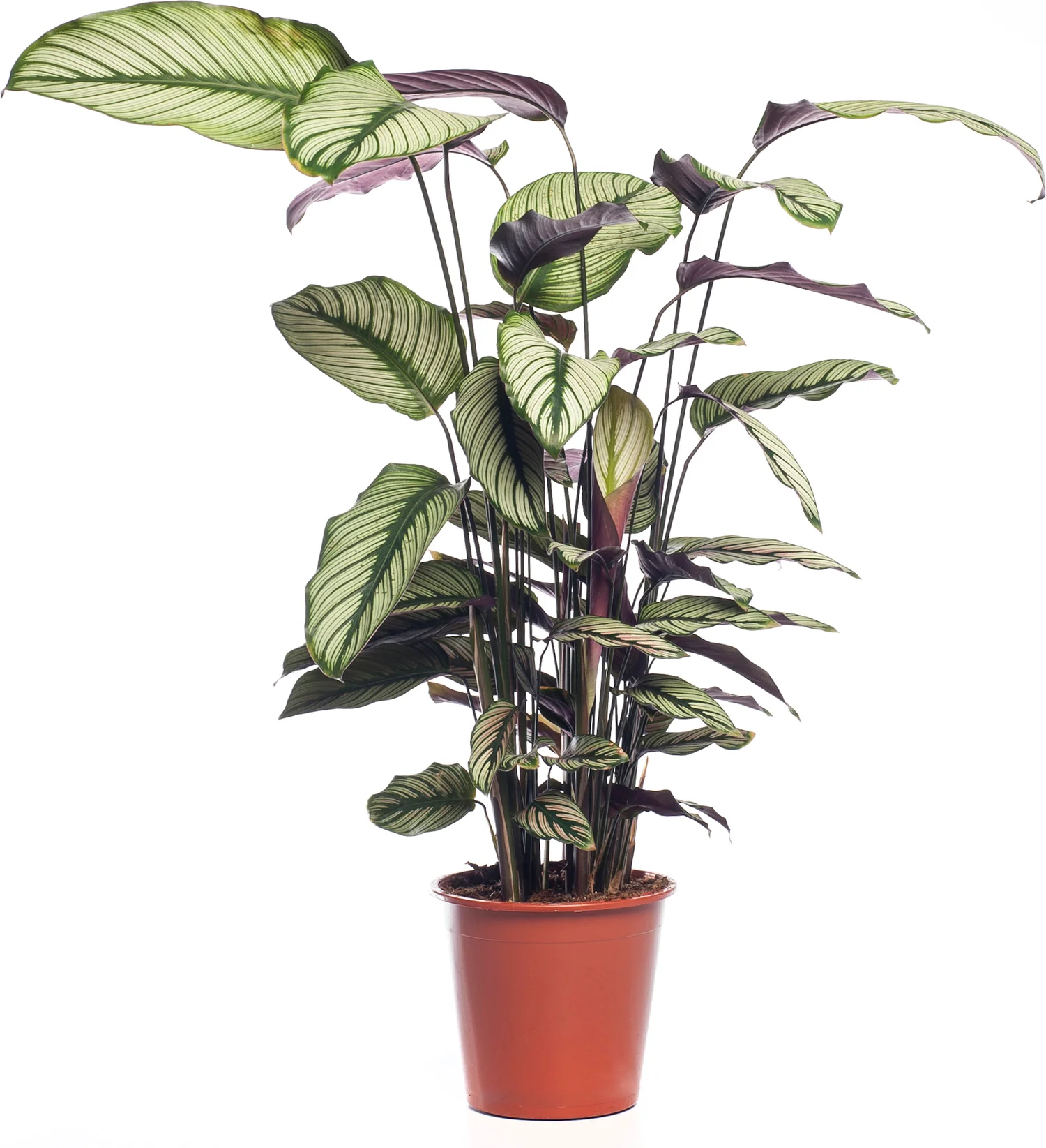 Calathea (Calathea majestica 'Whitestar') D 19 H 80 cm