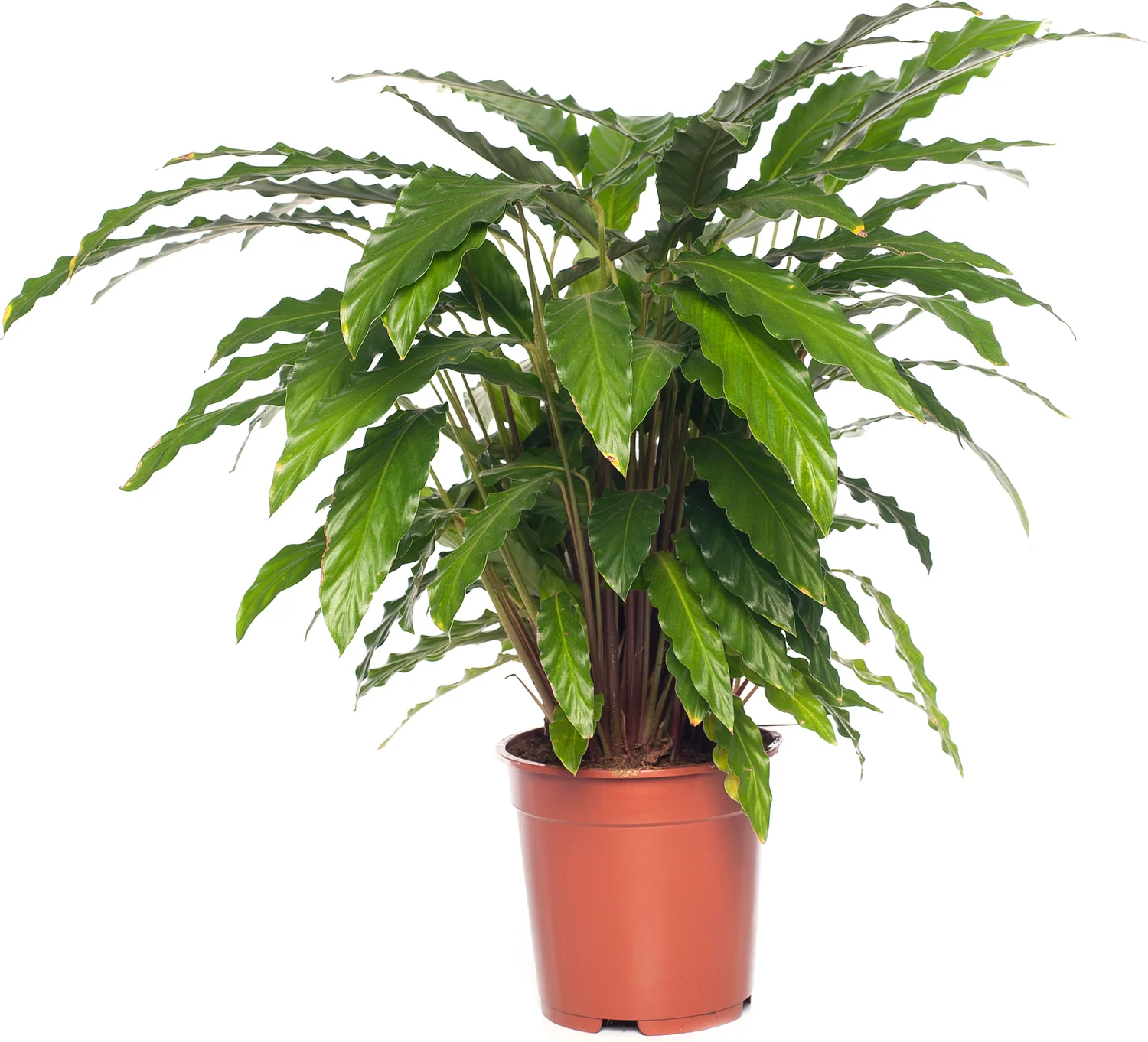 Calathea (Calathea rufibarba 'Tropistar') D 21 H 100 cm