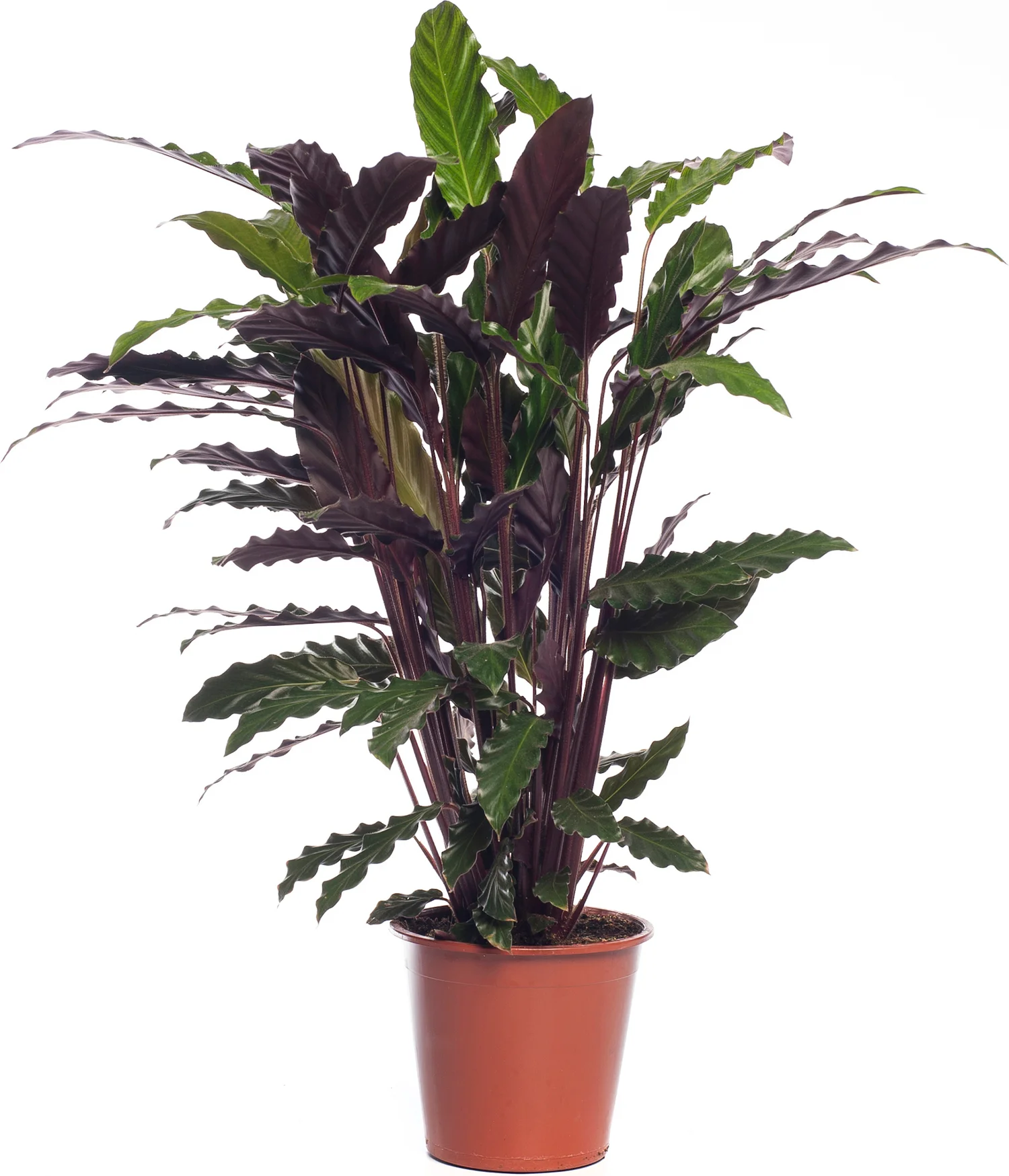 Calathea (Calathea rufibarba 'Wavestar') D 19 H 75 cm