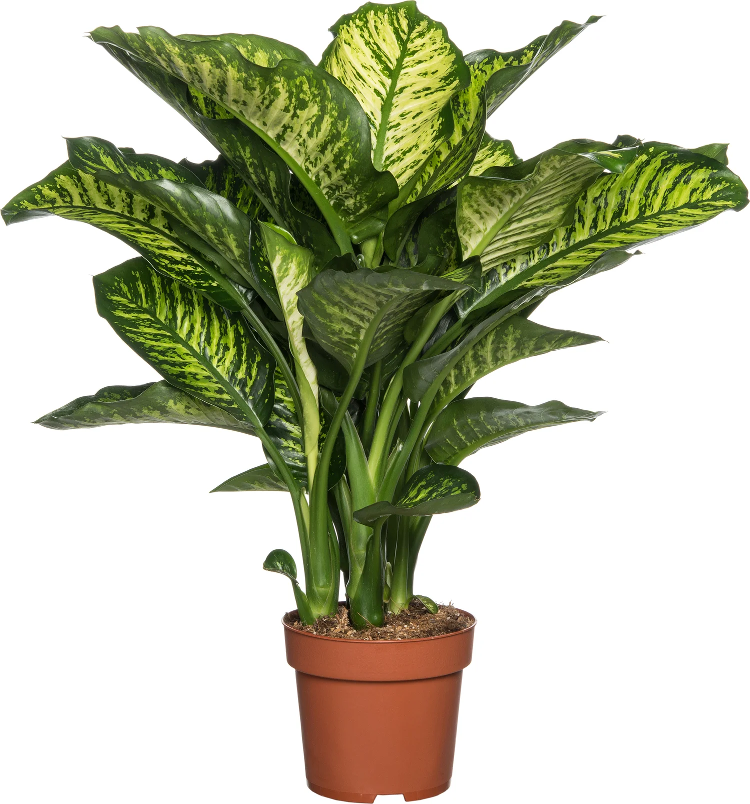 Dieffenbachia (Dieffenbachia seguine 'Maroba') D 21 H 90 cm