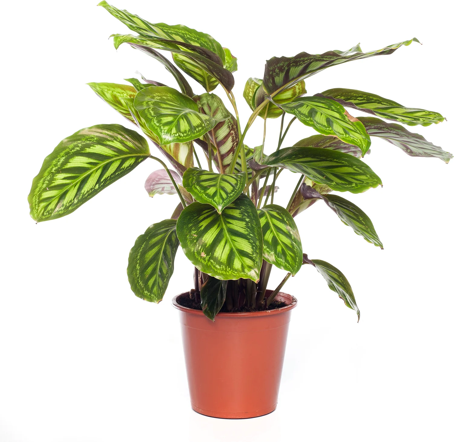 Calathea (Calathea 'Flamestar') D 19 H 75 cm