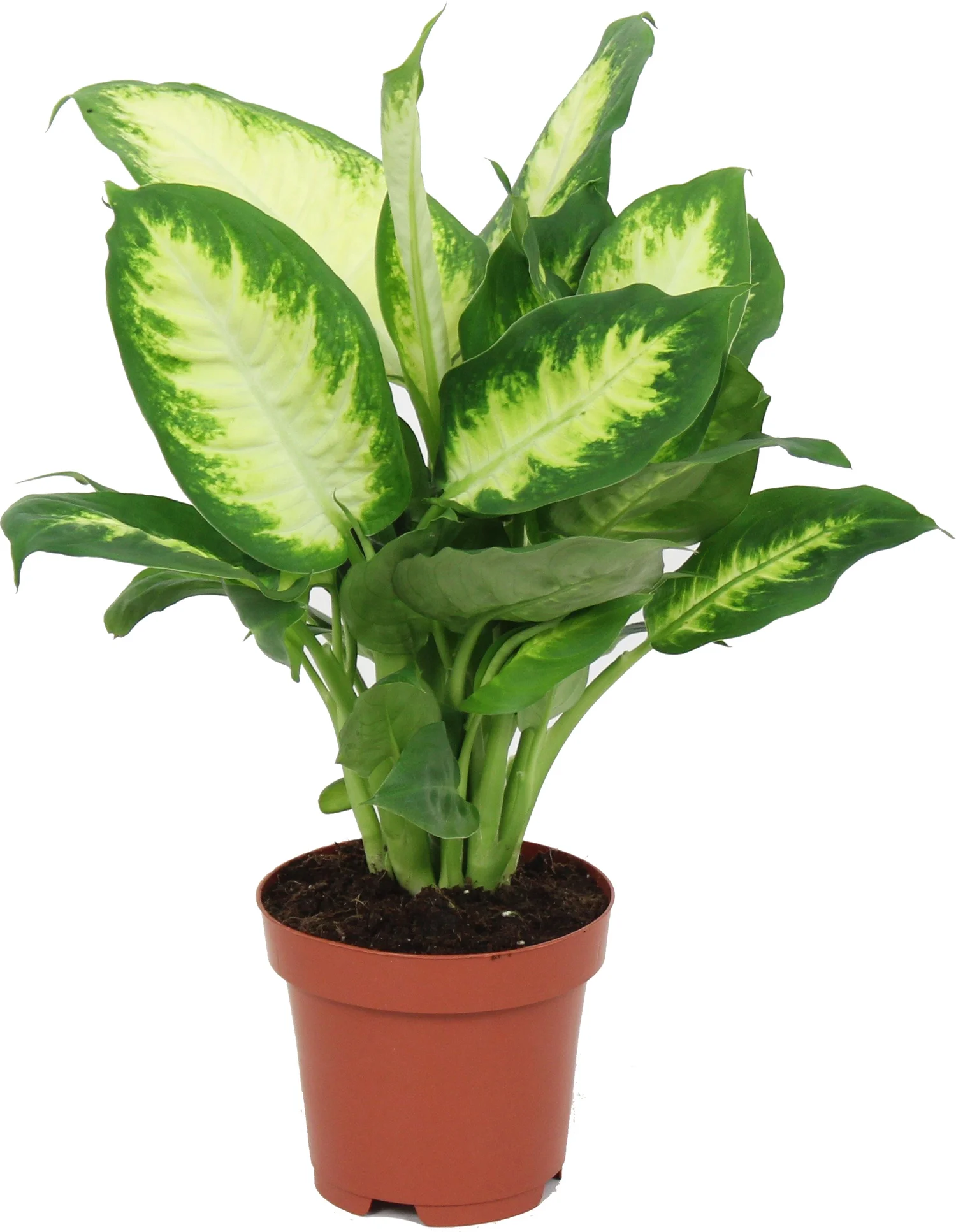 Dieffenbachia (Dieffenbachia 'Camilla') D 12 H 40 cm