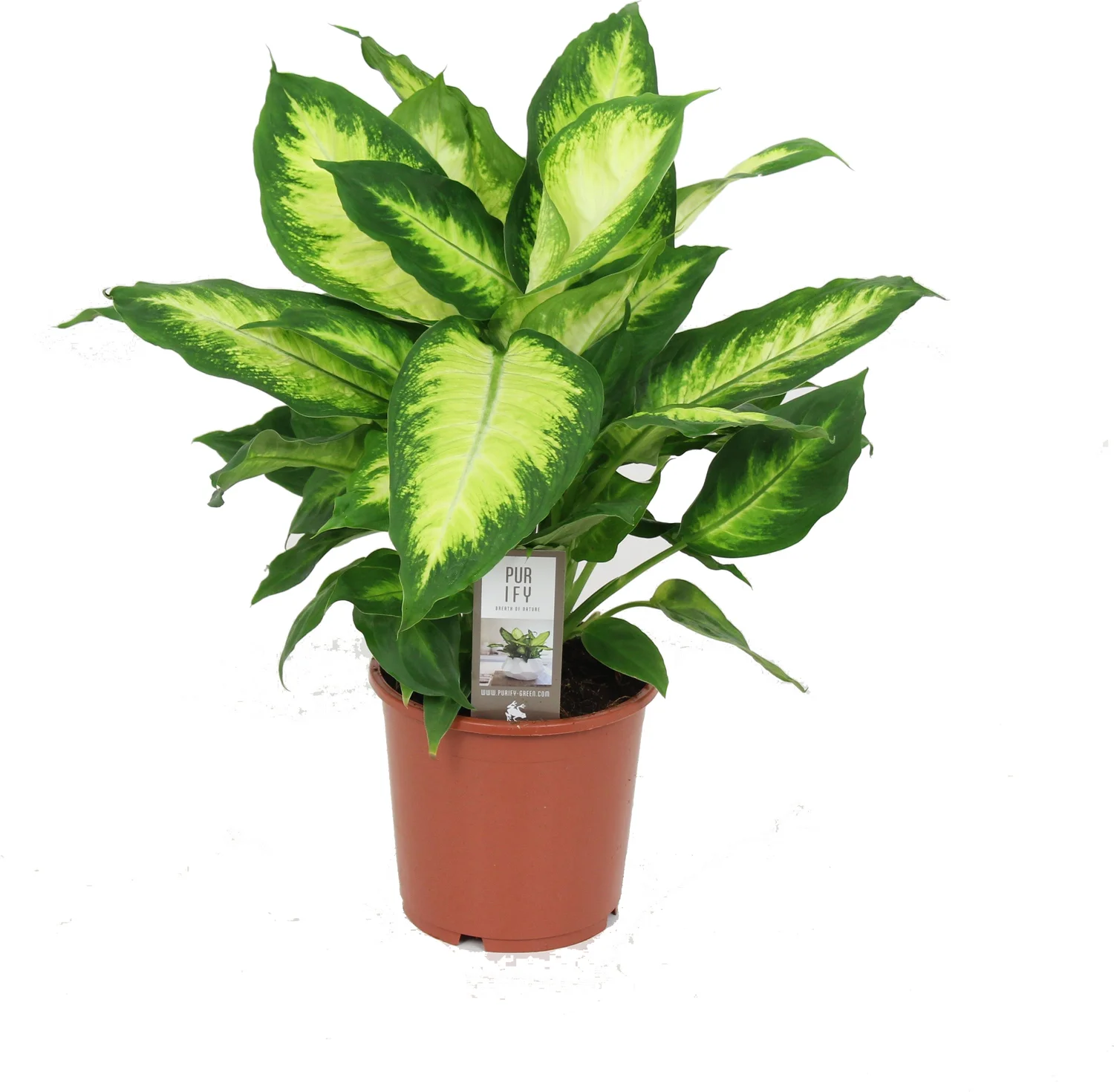 Dieffenbachia (Dieffenbachia 'Camilla') D 17 H 55 cm