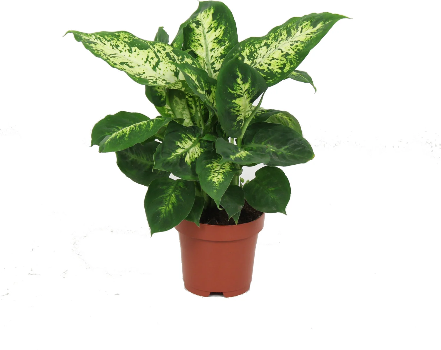 Dieffenbachia (Dieffenbachia 'Compacta') D 12 H 40 cm