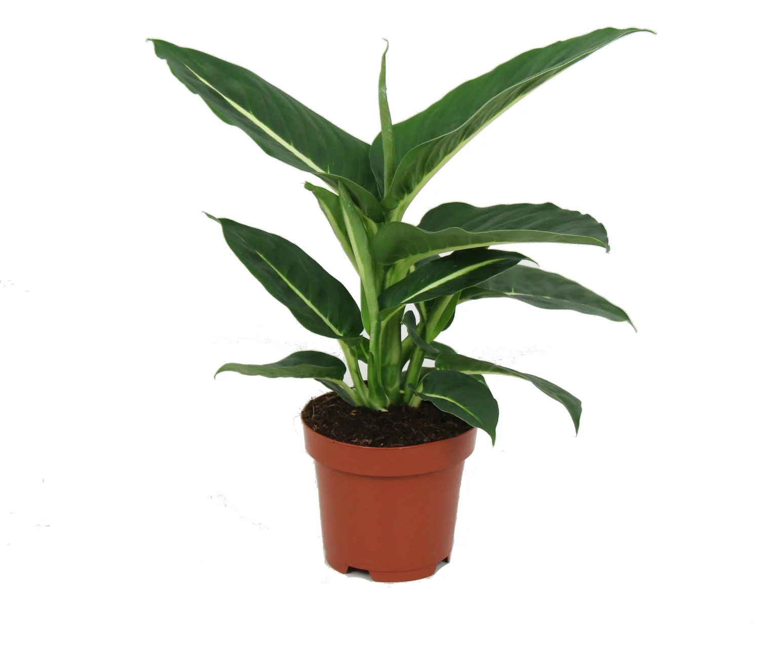 Dieffenbachia (Dieffenbachia 'Green Magic') D 12 H 40 cm
