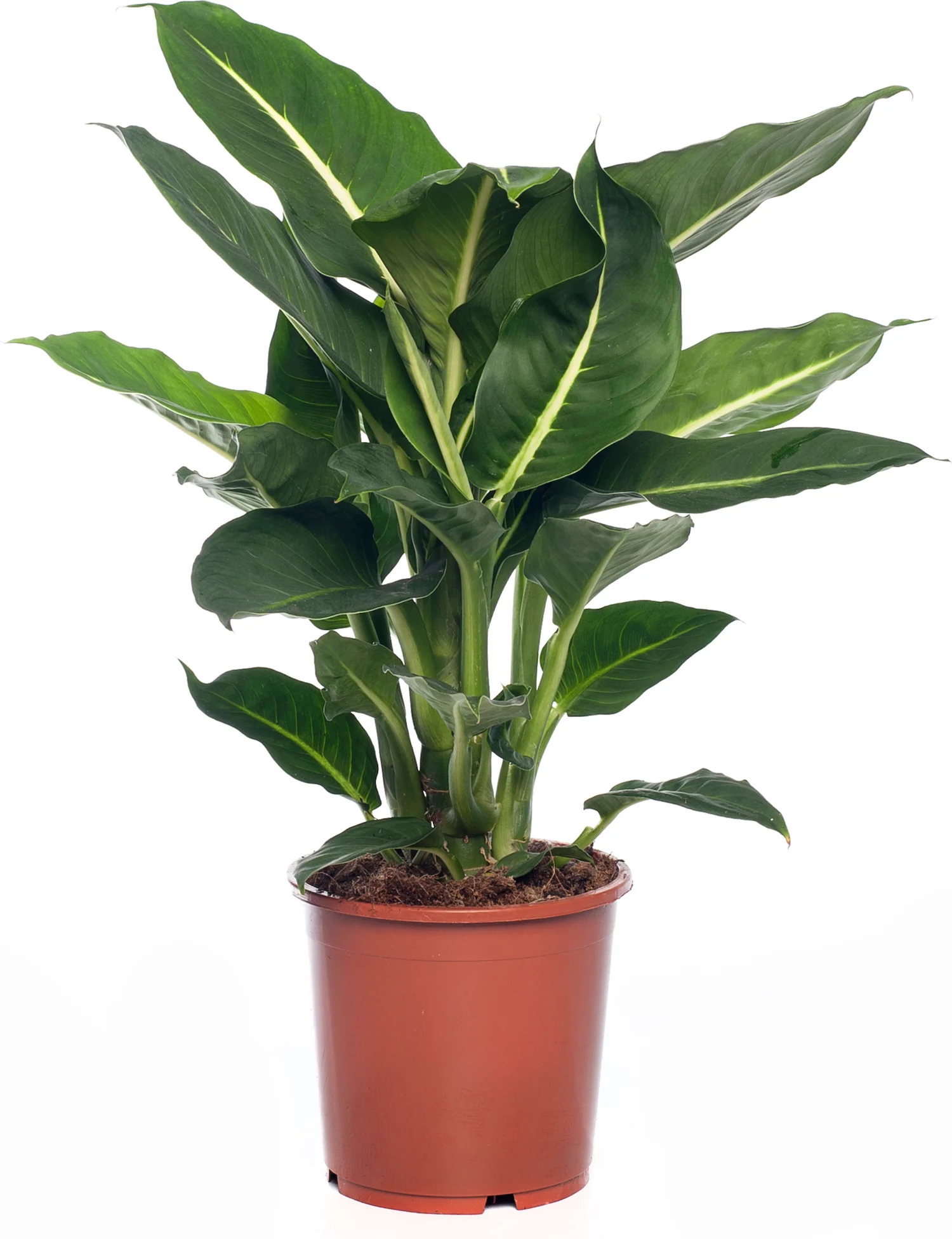 Dieffenbachia (Dieffenbachia 'Green Magic') D 17 H 65 cm