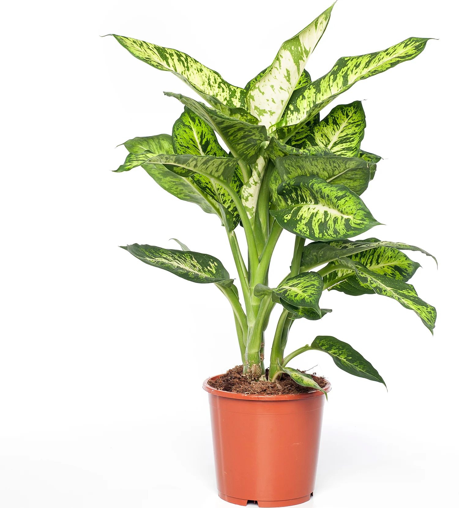 Dieffenbachia (Dieffenbachia 'Sublime') D 17 H 65 cm