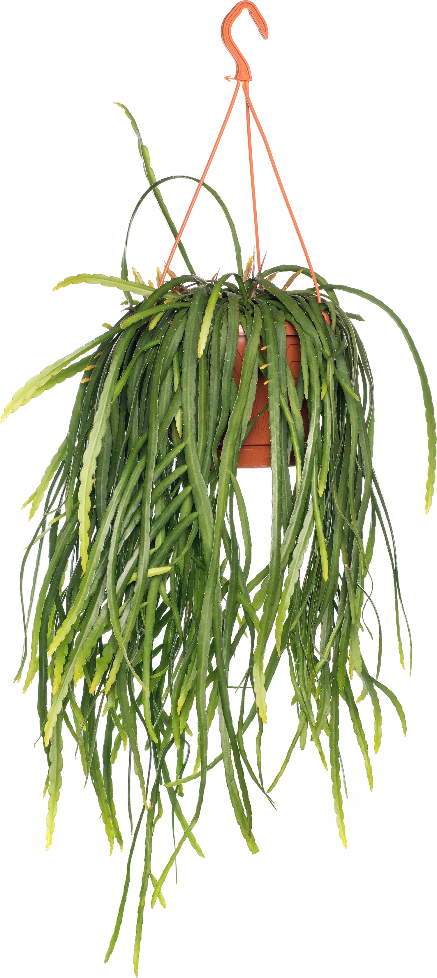Bladcactus in hangpot (Lepismium bolivianum) D 21 H 55 cm