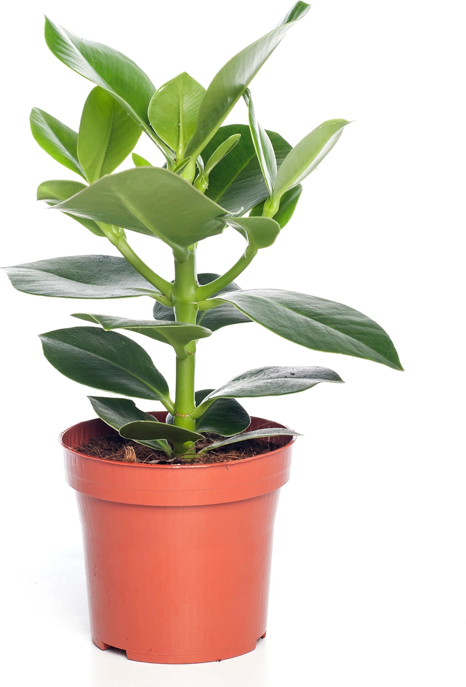 Clusia (Clusia rosea 'Princess') D 12 H 35 cm