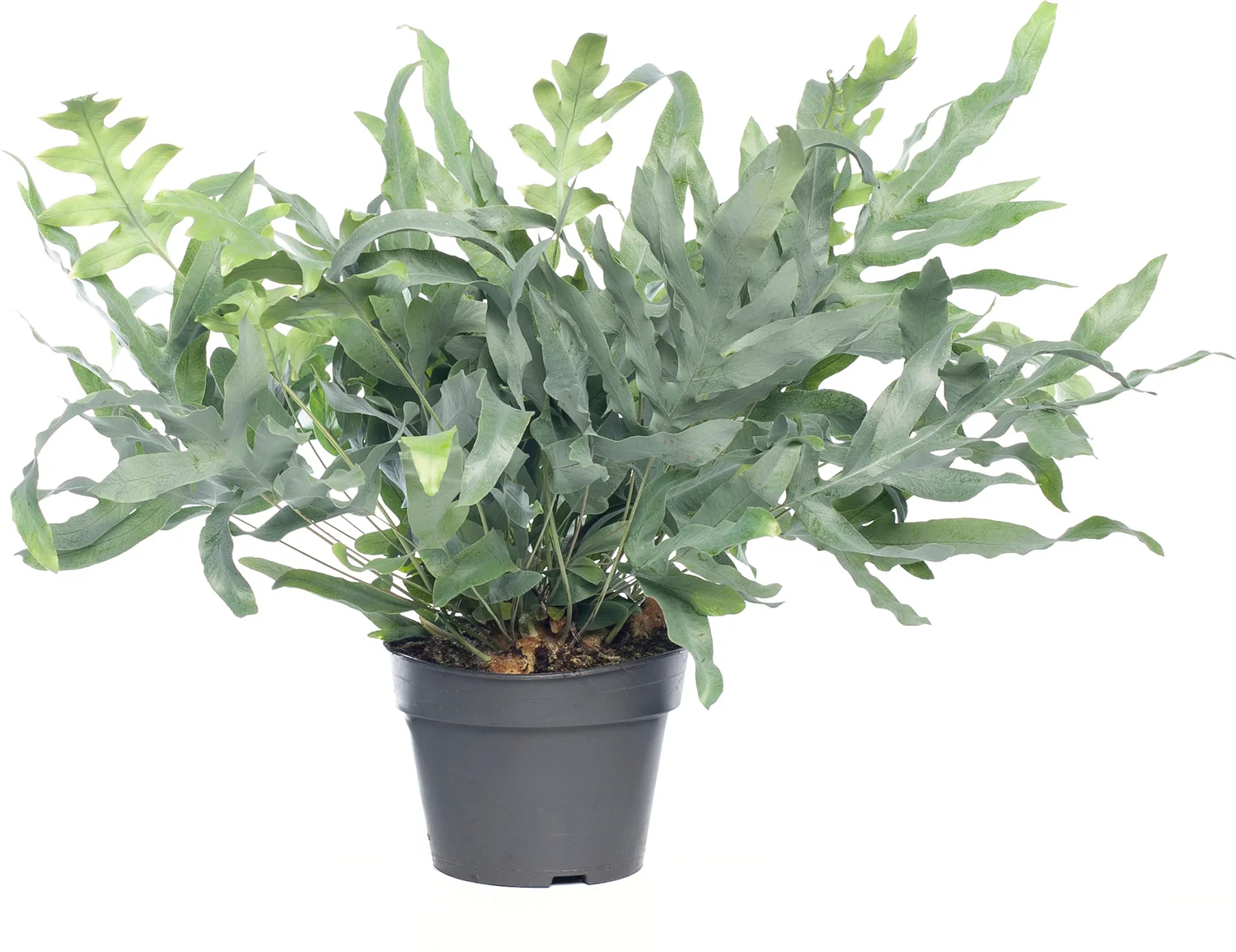 Blauwvaren (Phlebodium aureum 'Blue Star') D 19 H 55 cm