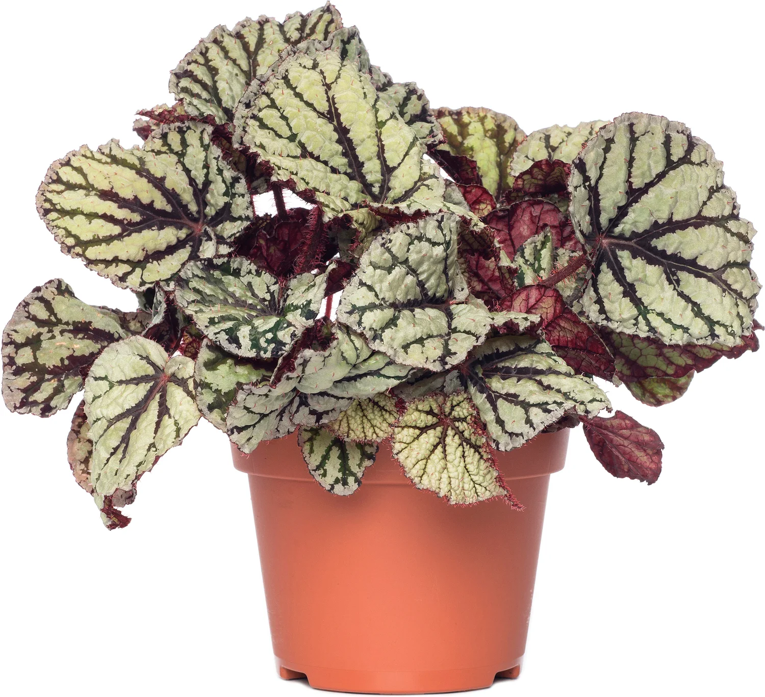 Bladbegonia (Begonia rex (MC) 'Fedor') D 13 H 20 cm