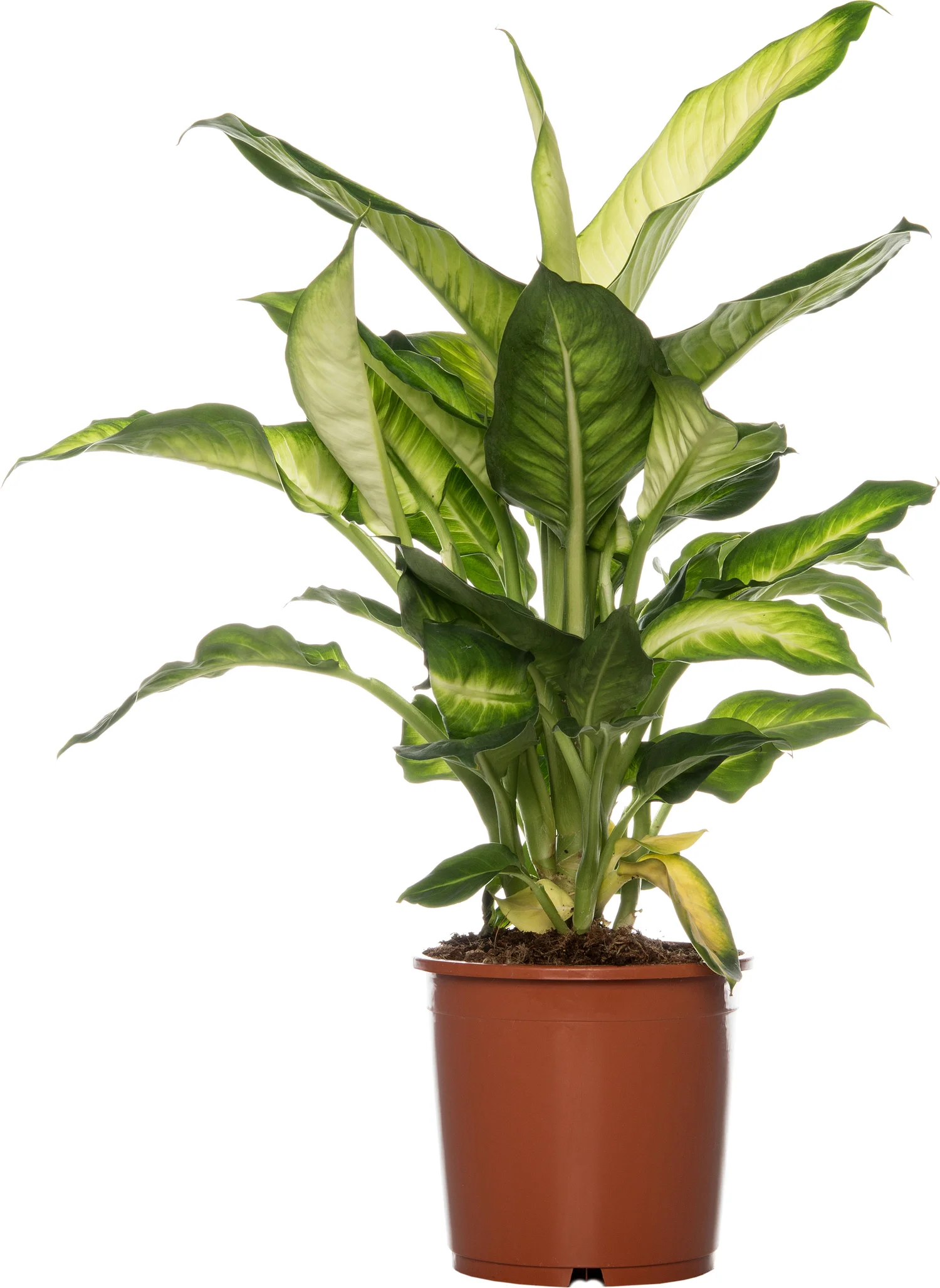 Dieffenbachia (Dieffenbachia 'Summer Style') D 17 H 60 cm