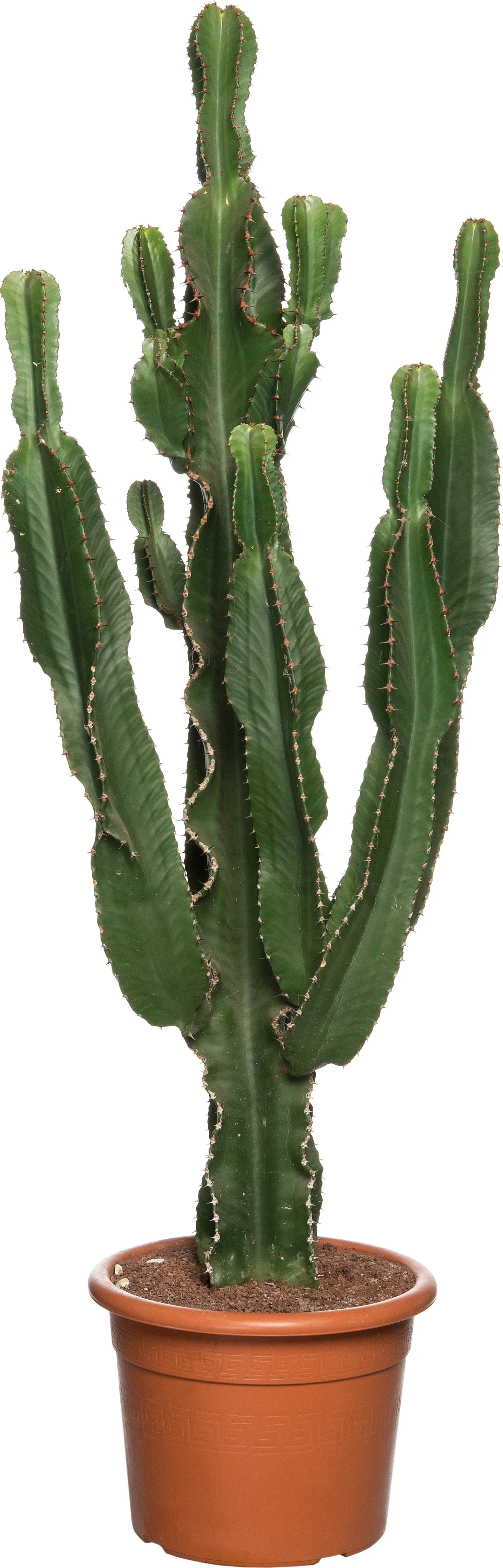 Cowboycactus (Euphorbia erytrea) D 27 H 135 cm