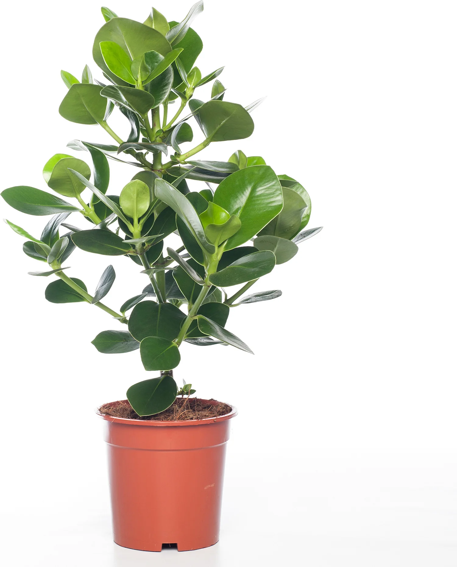 Clusia (Clusia rosea 'Princess') D 17 H 55 cm
