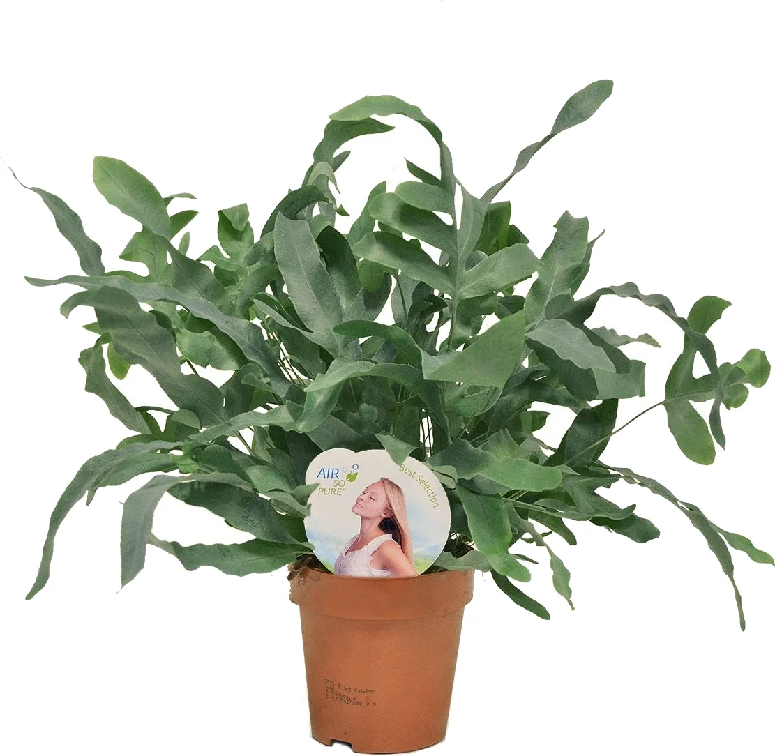 Blauwvaren (Phlebodium aureum 'Blue Star') D 12 H 35 cm