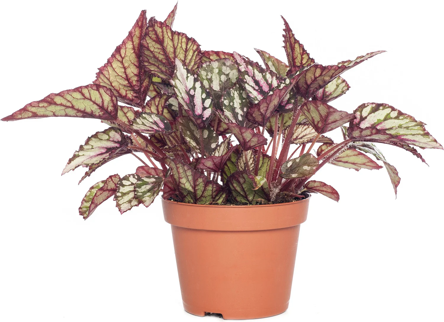Bladbegonia (Begonia rex (MC) 'Salsa') D 13 H 25 cm