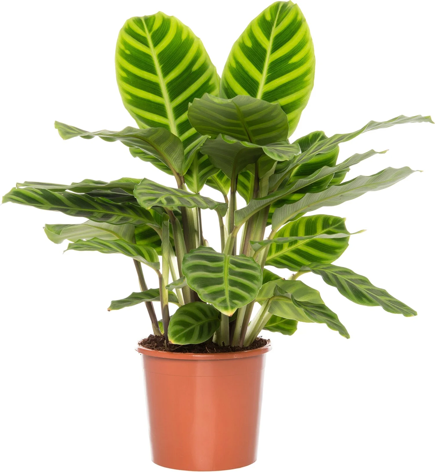 Calathea (Calathea zebrina) D 14 H 50 cm