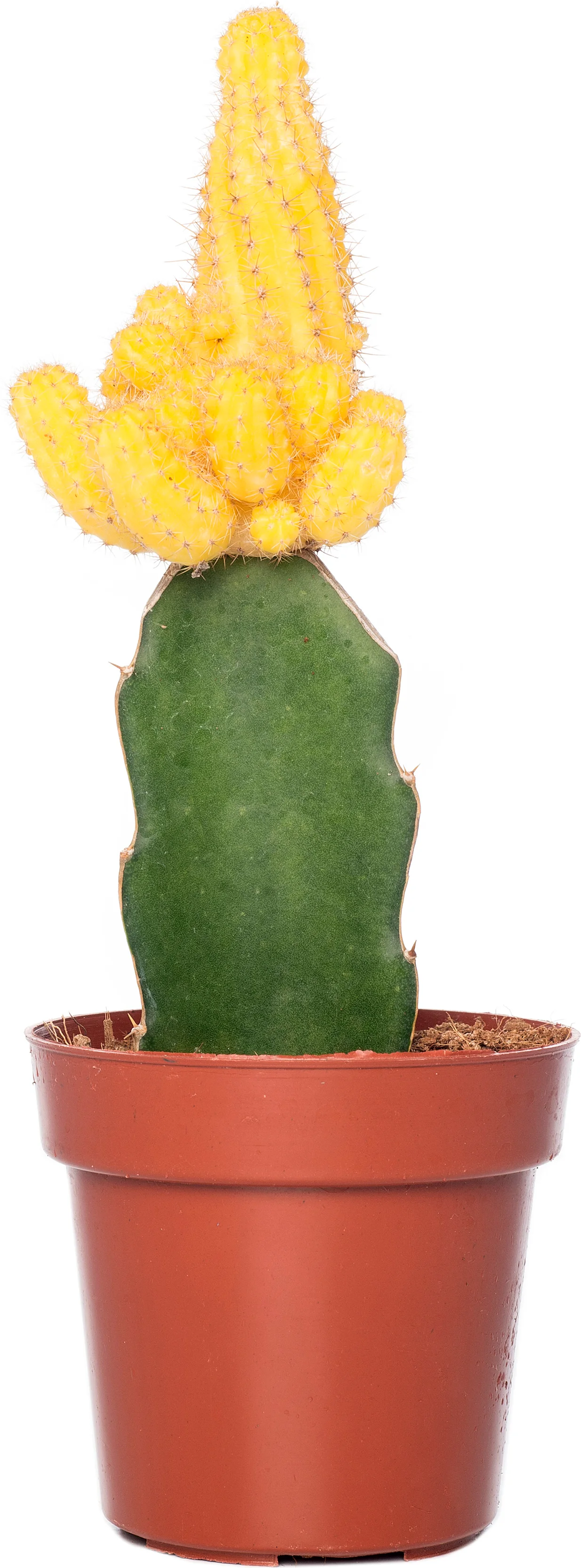 Cactus geënt (Cactus) D 8,5 H 16 cm