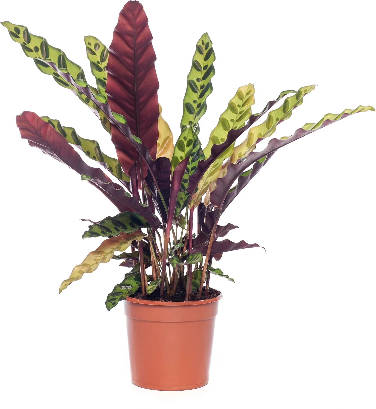 Calathea (Calathea lancifolia 'Insigne') D 14 H 50 cm