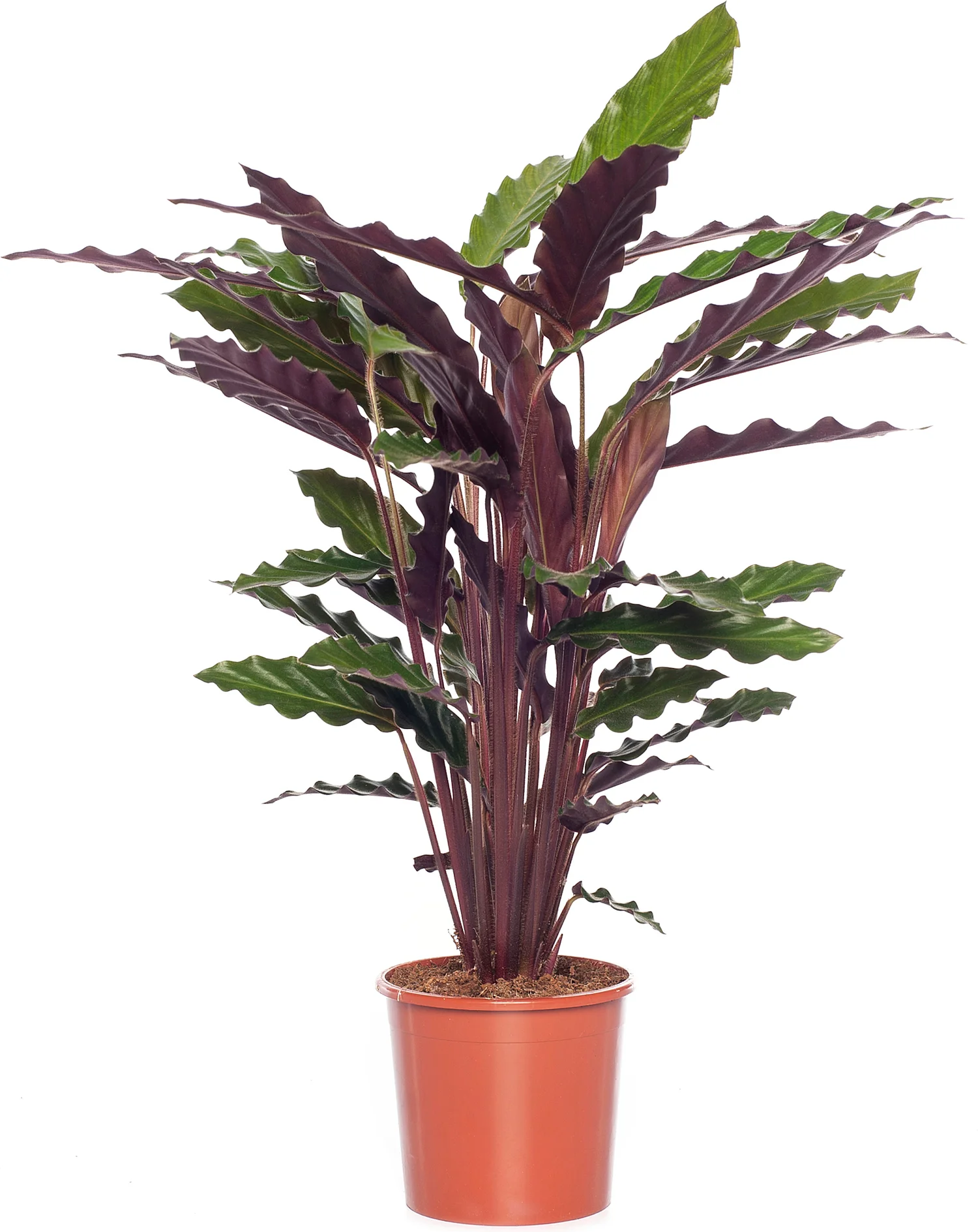 Calathea (Calathea rufibarba 'Wavestar') D 14 H 40 cm