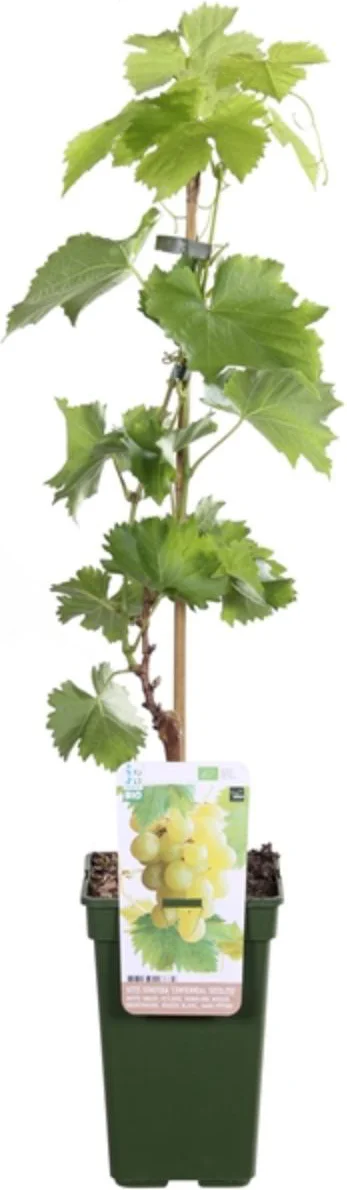 Biologische Pitloze Witte Druif (Vitis vinifera Centennial Seedless') D 19 H 55 cm